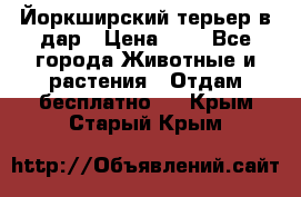 Йоркширский терьер в дар › Цена ­ 1 - Все города Животные и растения » Отдам бесплатно   . Крым,Старый Крым